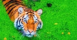 Rajasthan & Ranthambore Tiger Safari