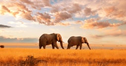 Nairobi, Wildlife Safari & Nyahururu