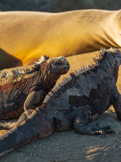 Galapagos