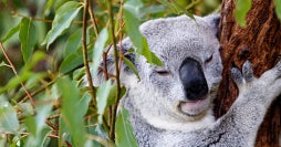 Eastern Australia: From Sydney to Cairns