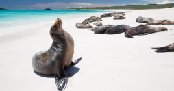 Amazing Ecuador: From Amazon to Galapagos