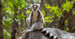 Lemurs, baobabs & Malagasy coast