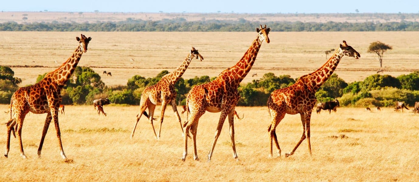 Les 5 meilleurs safaris en Afrique - Exoticca Blog