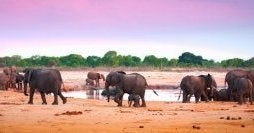 Luxury African Adventures