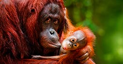 Between Rainforests & Orangutans