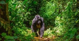 Uganda's Treasures: Land of Primates